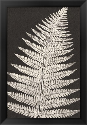 Framed Vintage Ferns VII Print