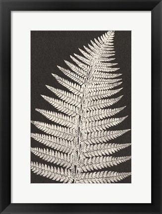 Framed Vintage Ferns VII Print