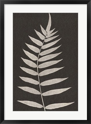 Framed Vintage Ferns VIII Print