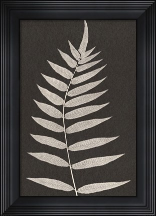 Framed Vintage Ferns VIII Print