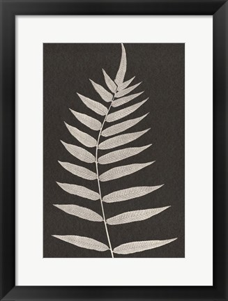 Framed Vintage Ferns VIII Print