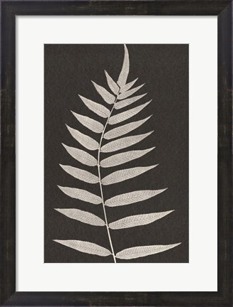 Framed Vintage Ferns VIII Print