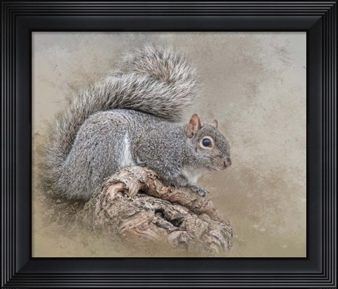 Framed Collector Print