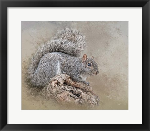Framed Collector Print