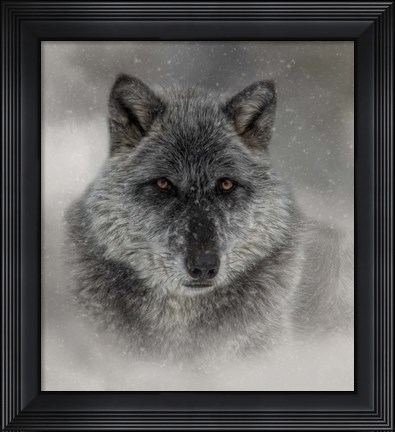 Framed Winter Wolf Print