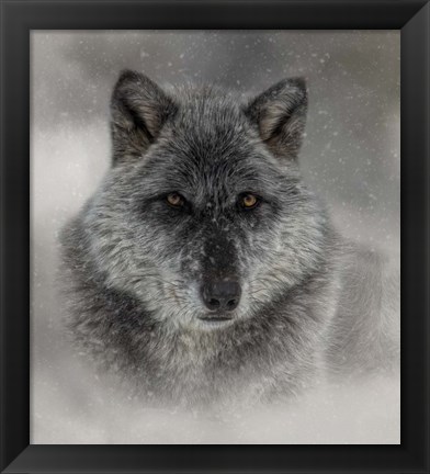 Framed Winter Wolf Print