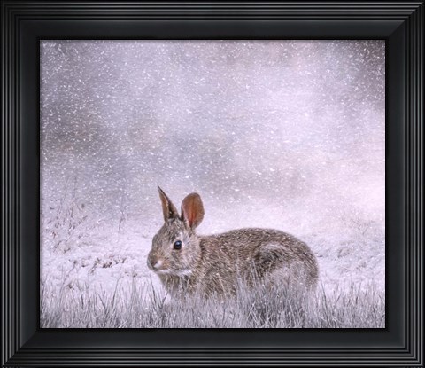 Framed Snow Hopper Print