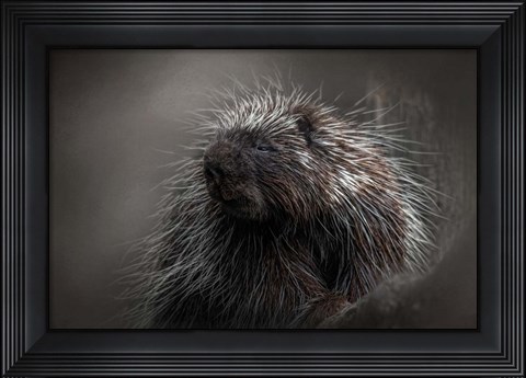 Framed Prickly Print