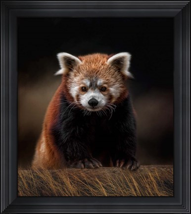 Framed Explorer Print