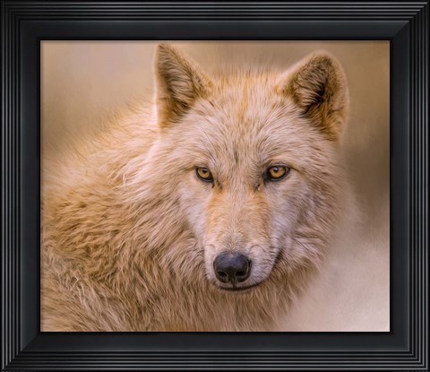 Framed Clever Eyes Print