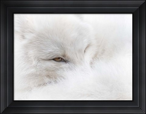 Framed White on White Print