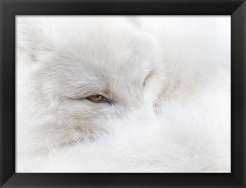 Framed White on White Print