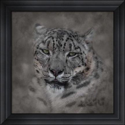 Framed Cold Stare Print