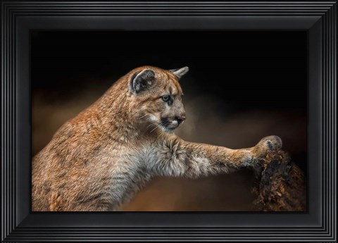 Framed Attentive Observer Print