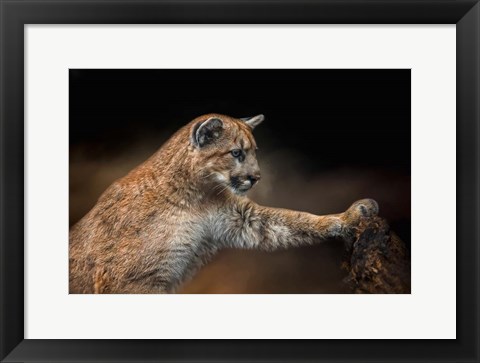 Framed Attentive Observer Print