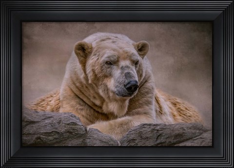 Framed Bear&#39;s Life Print