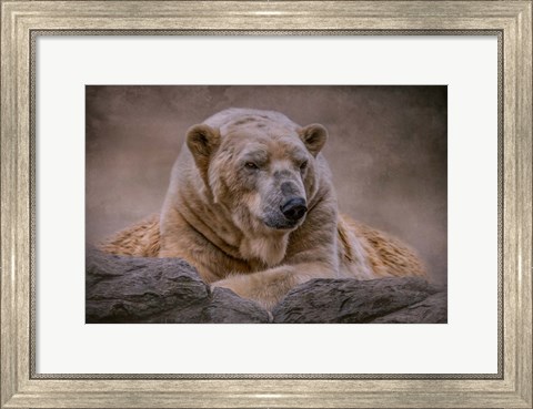 Framed Bear&#39;s Life Print