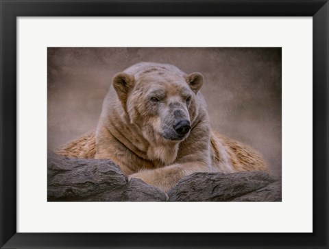 Framed Bear&#39;s Life Print