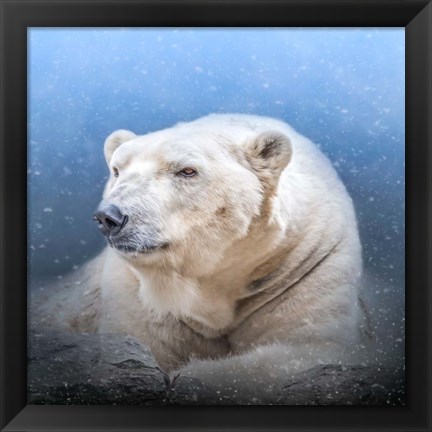 Framed Snow King Print