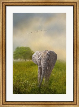 Framed Solo Approach Print