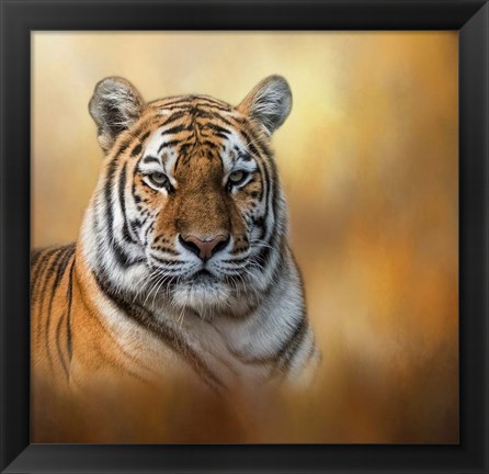 Framed Tiger Queen Print