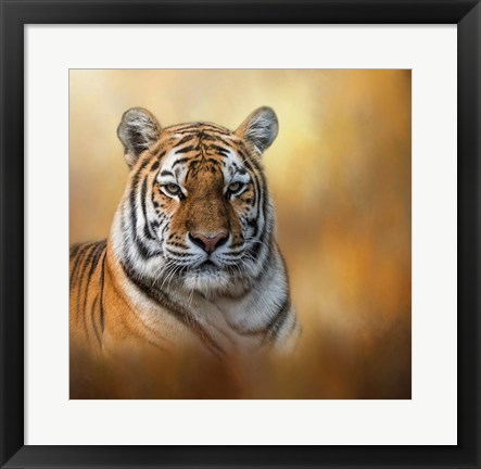 Framed Tiger Queen Print