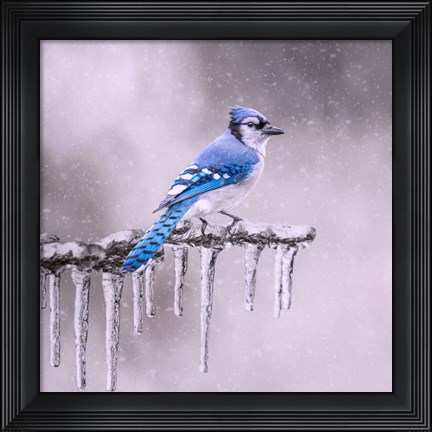 Framed Cold Feet Print