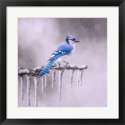 Framed Cold Feet Print