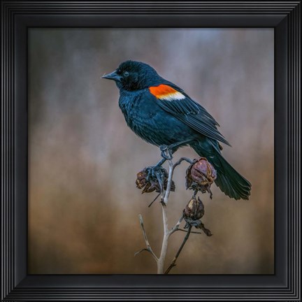 Framed Bringer of Spring Print