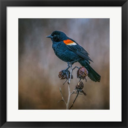 Framed Bringer of Spring Print