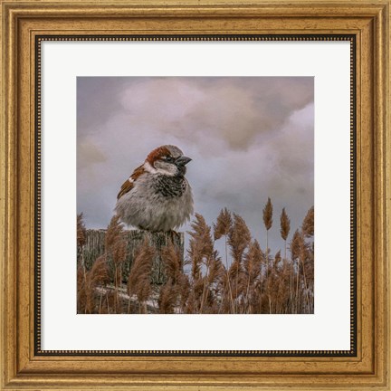 Framed His Eye on the Sparrow Print