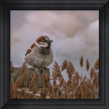 Framed His Eye on the Sparrow Print
