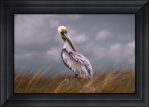 Framed Pelican Way Print