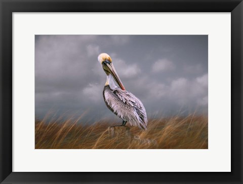 Framed Pelican Way Print