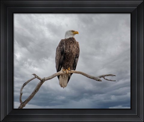 Framed Above It All Print