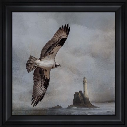 Framed Fly By Print