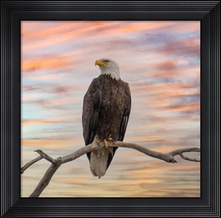 Framed Sky Hunter Print