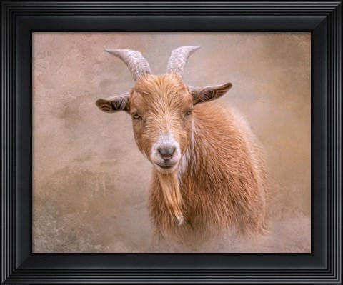 Framed Goat Goodness Print