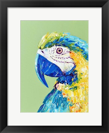 Framed Macaw Parrot Print