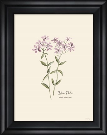Framed Blue Phlox Print