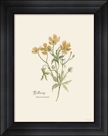 Framed Buttercup Print