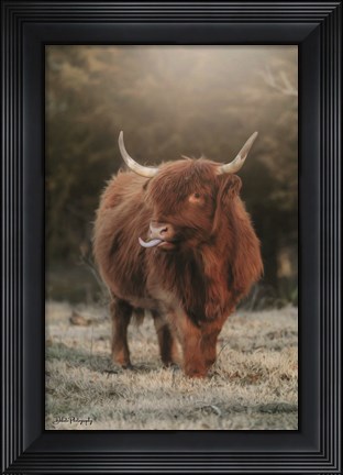 Framed Silly Cow II Print
