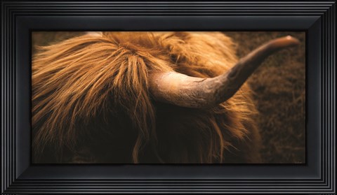 Framed Highland Horn III Print