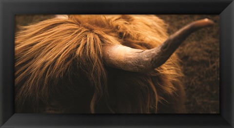 Framed Highland Horn III Print