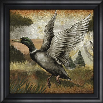 Framed Mallard Duck Print