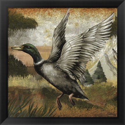 Framed Mallard Duck Print