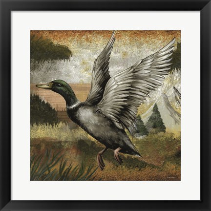 Framed Mallard Duck Print