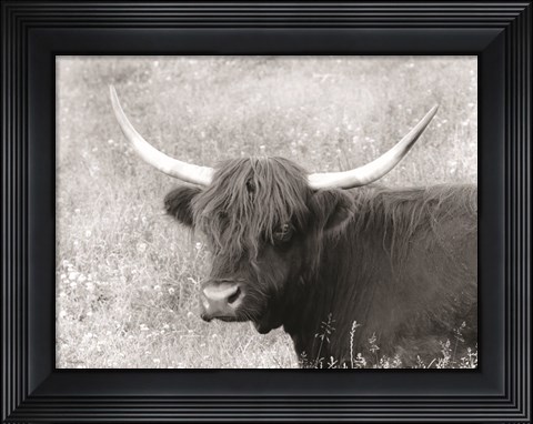 Framed Highland Cow in Spring Print