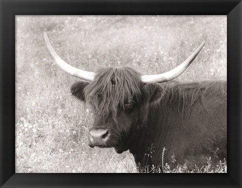 Framed Highland Cow in Spring Print