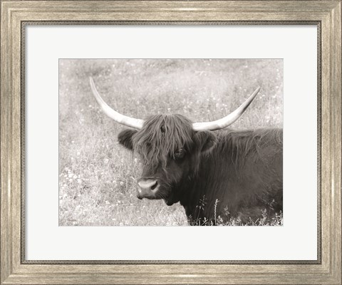 Framed Highland Cow in Spring Print